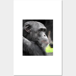 Chimpanzee Posters and Art